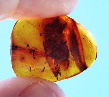 Ants fossilized in amber